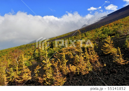 富士山五合目お中道御庭付近の紅葉のカラマツ林と湧き上がる雲 富士山五合目お中道御庭付近の紅葉のカラマツ林と湧き上がる雲 55141852