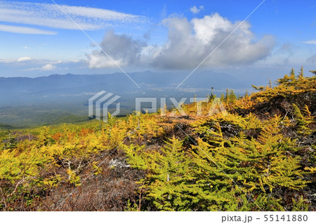 富士山五合目お中道御庭付近の紅葉のカラマツ林 富士山五合目お中道御庭付近の紅葉のカラマツ林 55141880