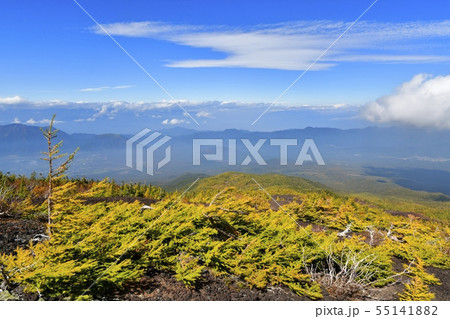 富士山五合目お中道御庭付近の紅葉のカラマツ林 富士山五合目お中道御庭付近の紅葉のカラマツ林 55141882