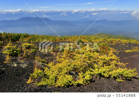 富士山五合目お中道御庭付近の紅葉のカラマツ林 富士山五合目お中道御庭付近の紅葉のカラマツ林 55141888