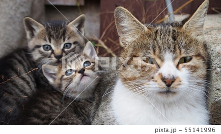 野良猫一家 55141996