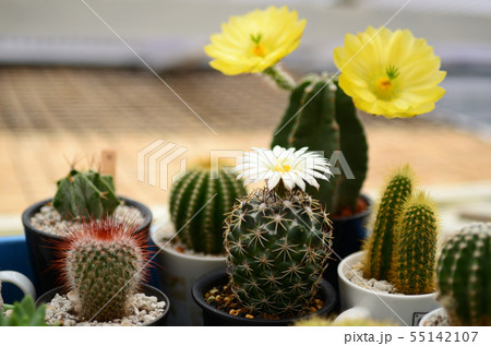 サボテンの花の写真素材