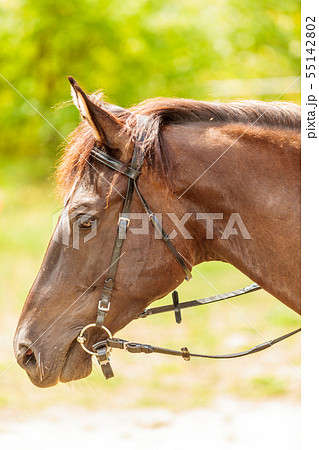 Brown wild horse on meadow idyllic field Brown wild horse on meadow idyllic field 55142802