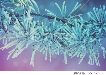 Pine branches covered with hoarfrost 55142985