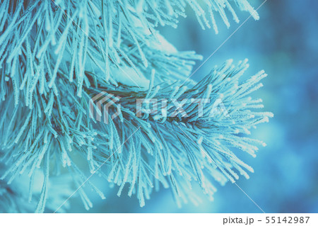 Pine branches covered with hoarfrost 55142987