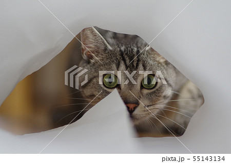 覗き込む猫 55143134