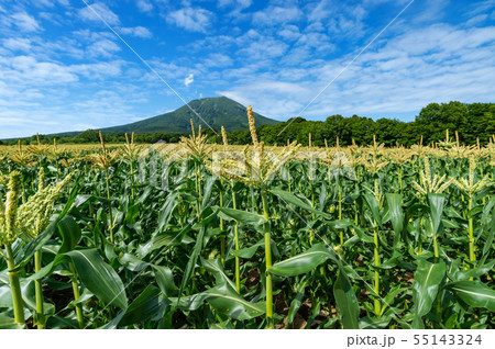 【青森県弘前市】岩木山麓は嶽きみという名のトウモロコシの花が満開 55143324