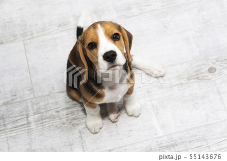little cute tricolor Beagle puppy, sad look. 55143676