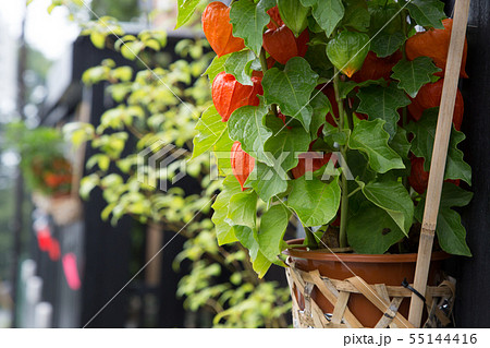 風鈴付き竹籠に入ったほおずき 55144416