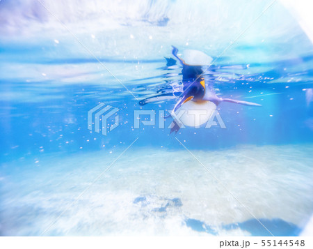夏の海 泳ぐキングペンギン 夏の海 泳ぐキングペンギン 55144548
