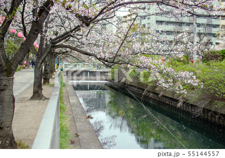 春の仙台堀川公園の風景の写真素材