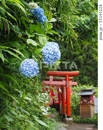 鎌倉・佐助稲荷神社 鎌倉・佐助稲荷神社 55145228