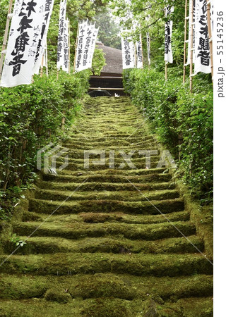 鎌倉・杉本寺の苔の階段 55145236