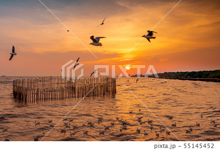 Beautiful sunset sky and clouds over the sea. Bird 55145452
