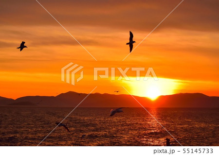 夕焼けとカモメの写真 夕焼けとカモメの写真 55145733