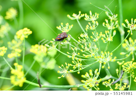 アカスジカメムシ 55145981