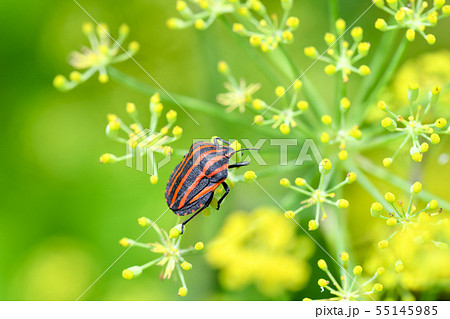 アカスジカメムシ 55145985