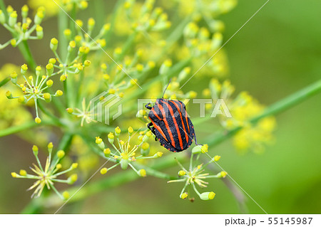 アカスジカメムシ 55145987