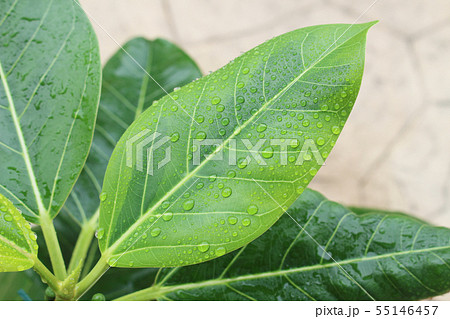 水滴が付いたフィカス・アルテシマの若葉 55146457