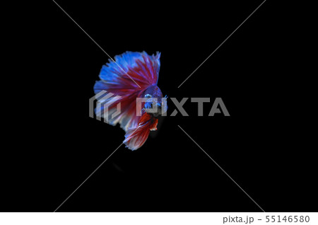 Beautiful fish in Thailand Beautiful fish in Thailand 55146580