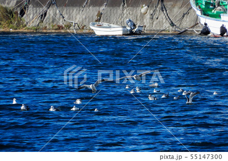 片瀬江ノ島、境川河口近くのカモメ 55147300