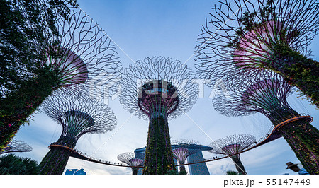 ガーデンズ・バイ・ザ・ベイのスーパーツリー・グローブ　夕方 55147449