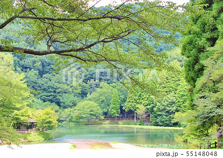 大分県民の森　水辺の森 55148048