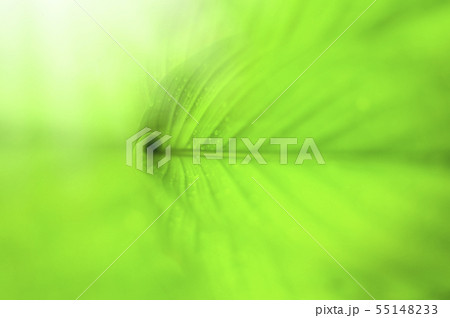 Closeup nature view of Green leaf in garden 55148233