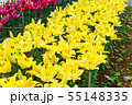 百合の花 55148335