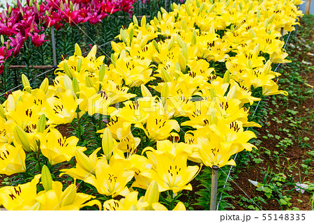 百合の花 55148335