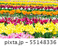 百合の花 55148336