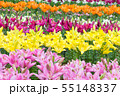 百合の花 55148337