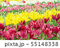 百合の花 55148338