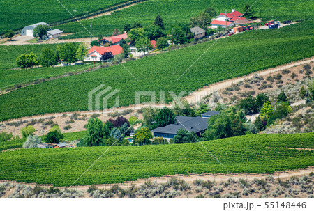 Farm lands landscape in Okanagan valley on summer 55148446