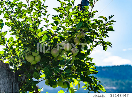 Green small apples growing ripe on the branch. 55148447