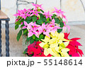 花　ポインセチア 55148614