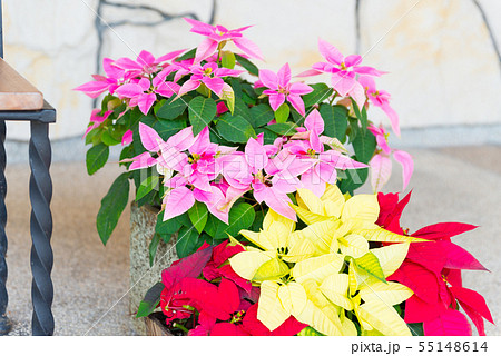 花　ポインセチア 55148614