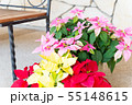 花　ポインセチア 55148615