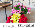 花　ポインセチア 55148616