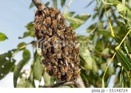 Bees making temporary hive 55148724