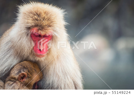 Snow monkey Macaque mother and baby Snow monkey Macaque mother and baby 55149224