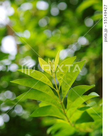 blur ground background with young tiny green plant 55149427