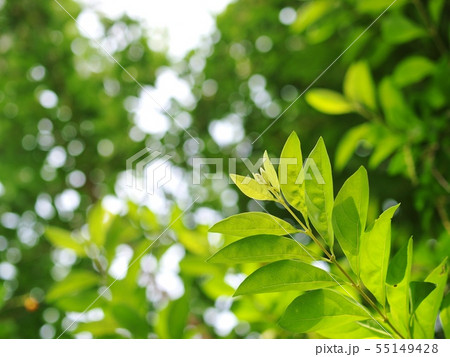 blur ground background with young tiny green plant 55149428