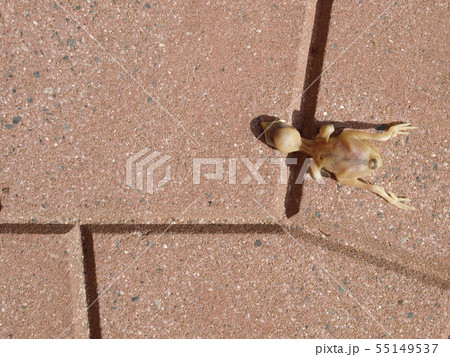 young newborn skinny little bird falling from nest 55149537