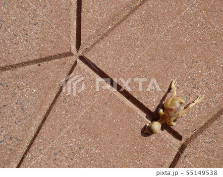 young newborn skinny little bird falling from nest 55149538
