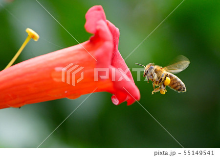 flying honey bee near red flower liana Campsis 55149541