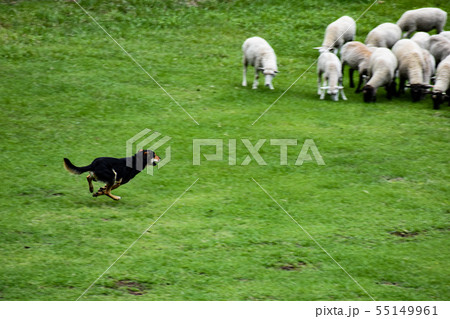 羊飼いのお仕事 牧羊犬と羊の群れ 羊飼いのお仕事 牧羊犬と羊の群れ 55149961