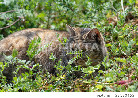 草むらで寝ているキジトラ猫 草むらで寝ているキジトラ猫 55150455