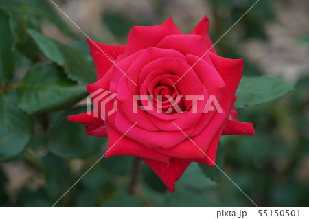 薔薇（ヘルムットコールローズ）さかき千曲川バラ公園 55150501