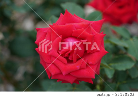 薔薇(ヘルムットコールローズ)さかき千曲川バラ公園 薔薇(ヘルムットコールローズ)さかき千曲川バラ公園 55150502